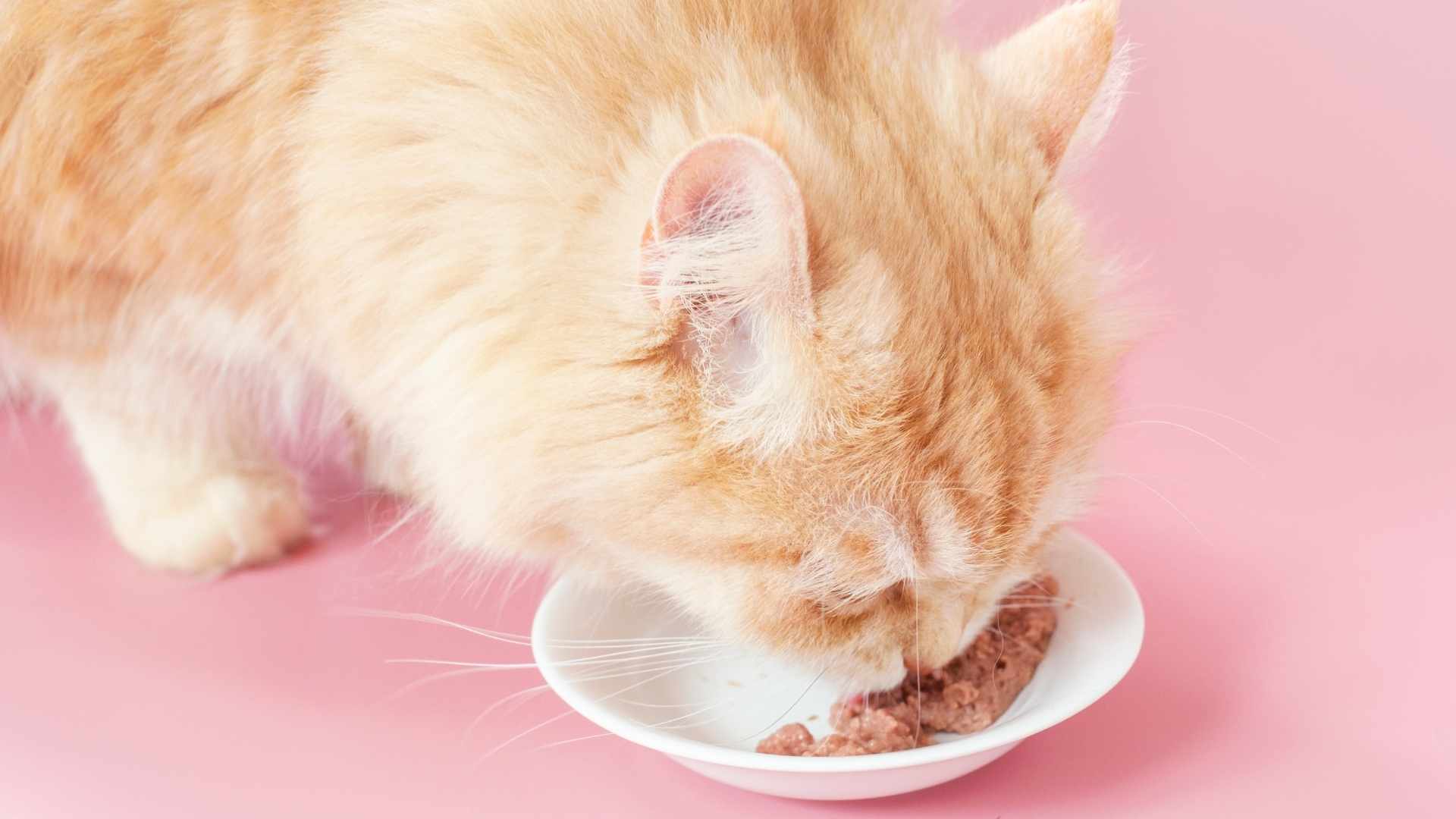 Beneficios de la comida húmeda en gatos